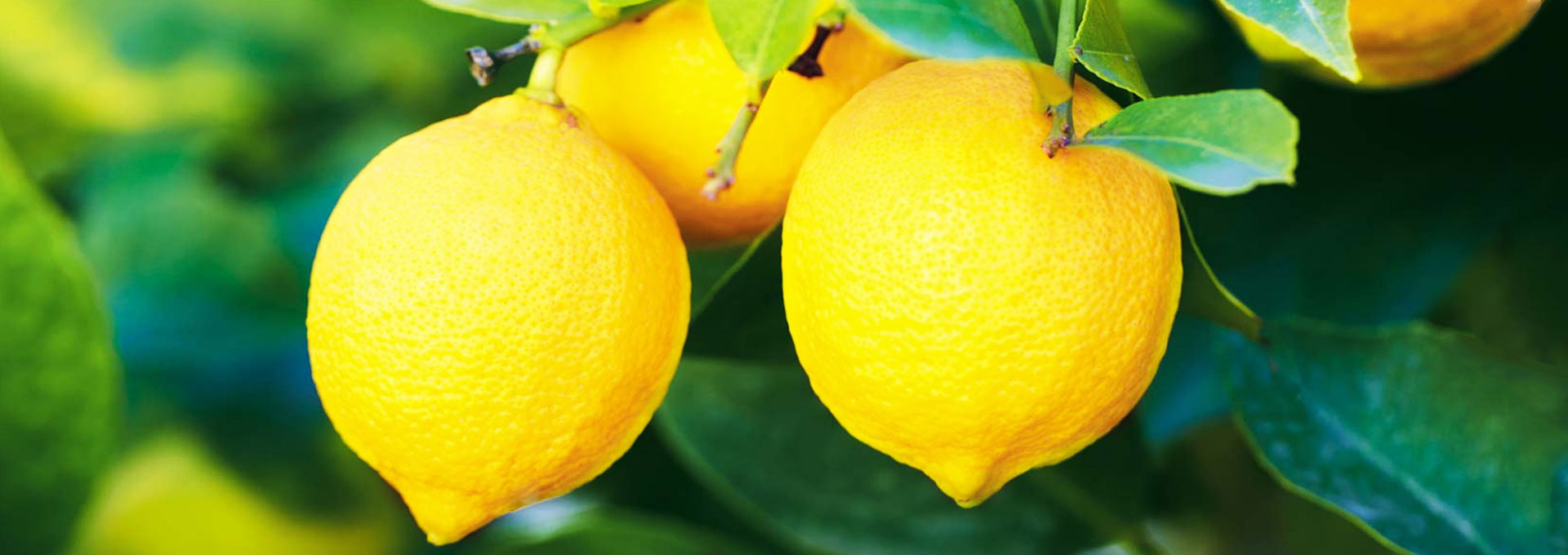 fruit